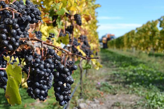 Lyttelton Shore Excursion - City Highlights & Waipara Wine Tour - Georges Road Wines and the boutique feel