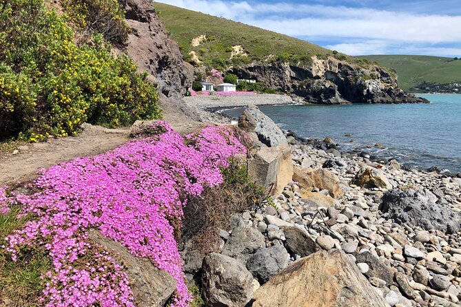 Lyttelton Shore Excursion - Guided Walking Tour and Picnic - Who should book this tour?