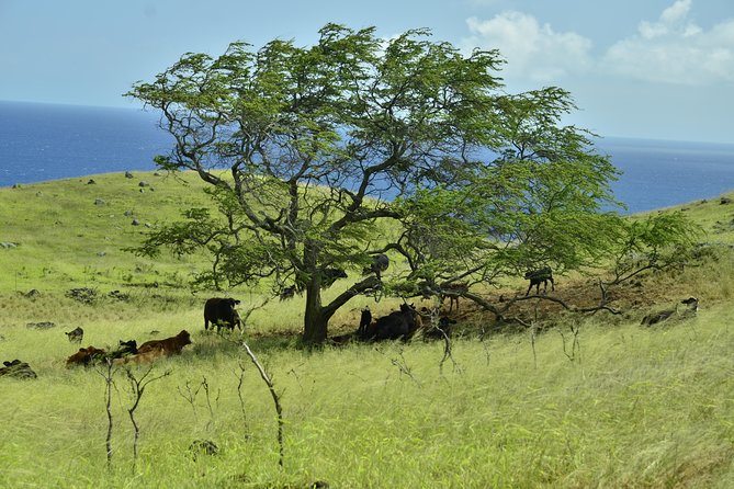 Maui Shore Excursions : Road to Hana With Pickup & Lunch - Guides make or break this eight-hour ride