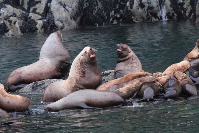 Meares Glacier Cruise Excursion from Valdez - Check in at 8:00 AM for the 9:00 AM departure