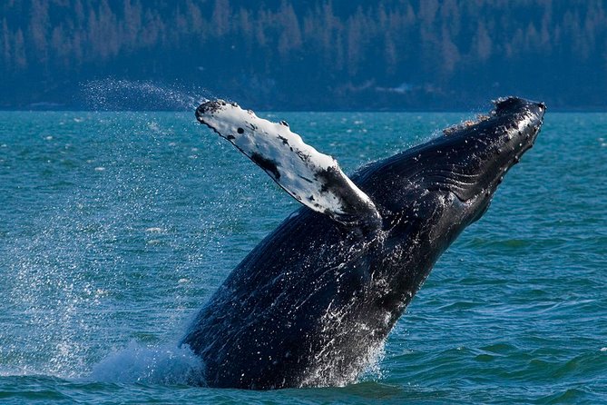 Meares Glacier Cruise Excursion from Valdez - Cruising through Prince William Sound