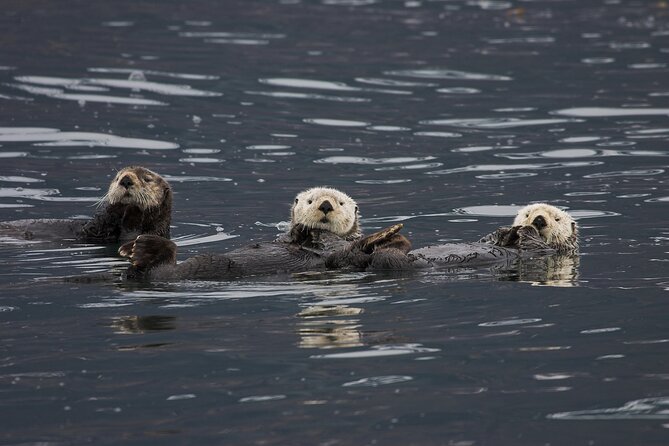 Meares Glacier Cruise Excursion from Valdez - Reaching Meares Glacier