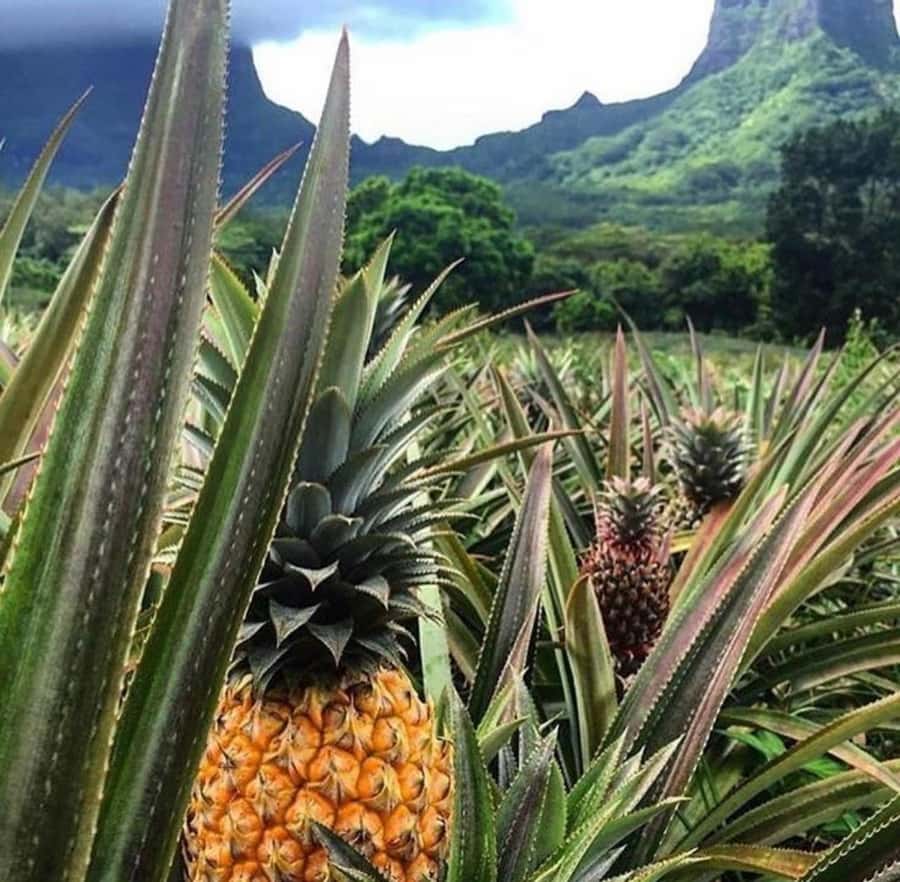Moorea Cruise Ships 4x4, Belvedere Magic mount PRIVATE Tours - Magic Mountain and the views over Opunohu Bay