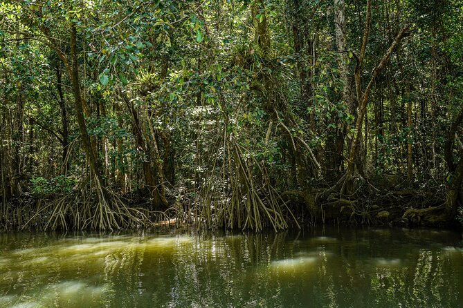 Morning Daintree Tour with River Cruise from Port Douglas - Who will enjoy this tour most