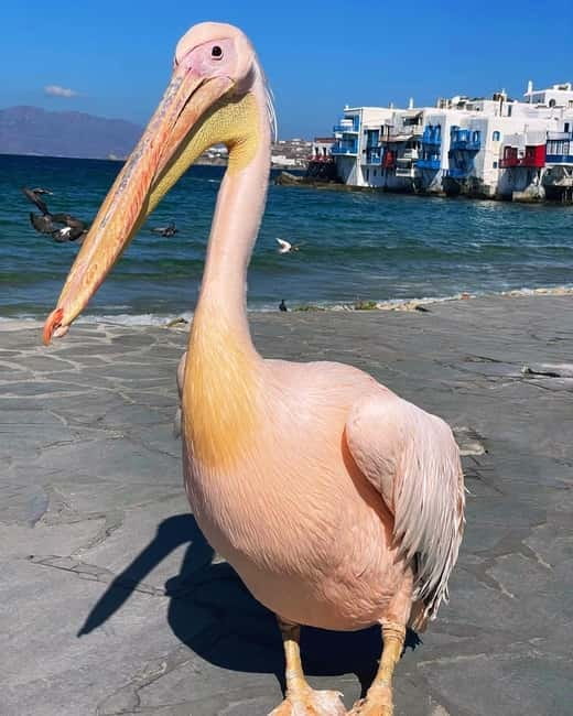 Mykonos Cruise Passenger Exclusive Jeep Tour: Must See in 4h - Starting in Chora before the crowds