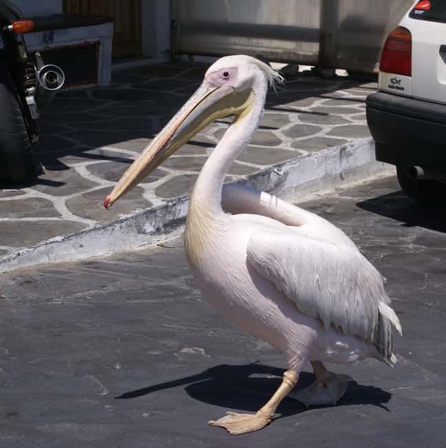 Mykonos: Cruise Ship Terminal Pickup & Sightseeing Tour - Kalafatis Beach for Sand and Sea Air
