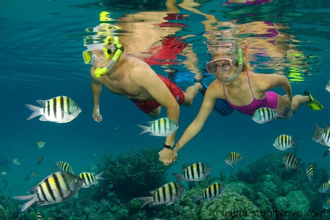 Nassau Shore Excursion: Bahamas Snorkel Adventure - The shark encounter is exciting, but keep expectations realistic