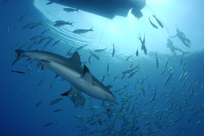 Nassau Shore Excursion: Bahamas Snorkel Adventure - Safety and comfort in the water