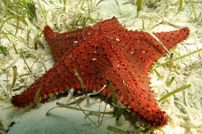 Nassau Shore Excursion: Bahamas Snorkel Adventure - The crew can make or break the day