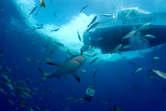 Nassau Shore Excursion: Bahamas Snorkel Adventure - Crowds, timing, and the group-size question