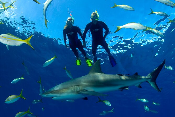 Nassau Shore Excursion: Bahamas Snorkel Adventure - Is $143.88 a fair price?