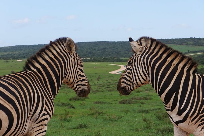 One-Way Hop-on Hop-off Bus from Port Elizabeth to Cape Town - Is the $199 price good value?