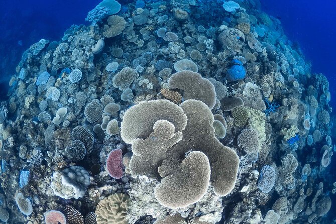 Outer Reef Mackay Cay Sail & Snorkel Adventure from Port Douglas - Sailing from Port Douglas toward Mackay Cay