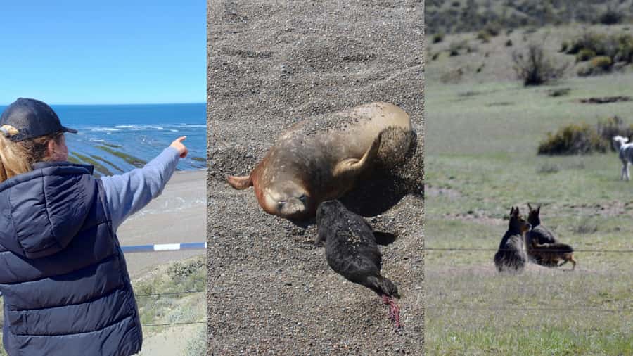 Peninsula Valdes: Shore excursion for cruise passengers - Ameghino Isthmus and the whale skeleton