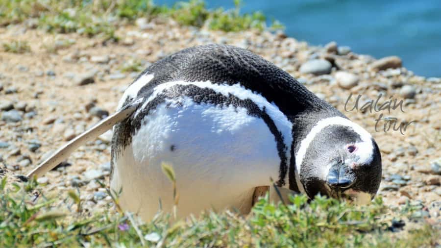 Peninsula Valdes: Shore excursion for cruise passengers - How the guide affects the day