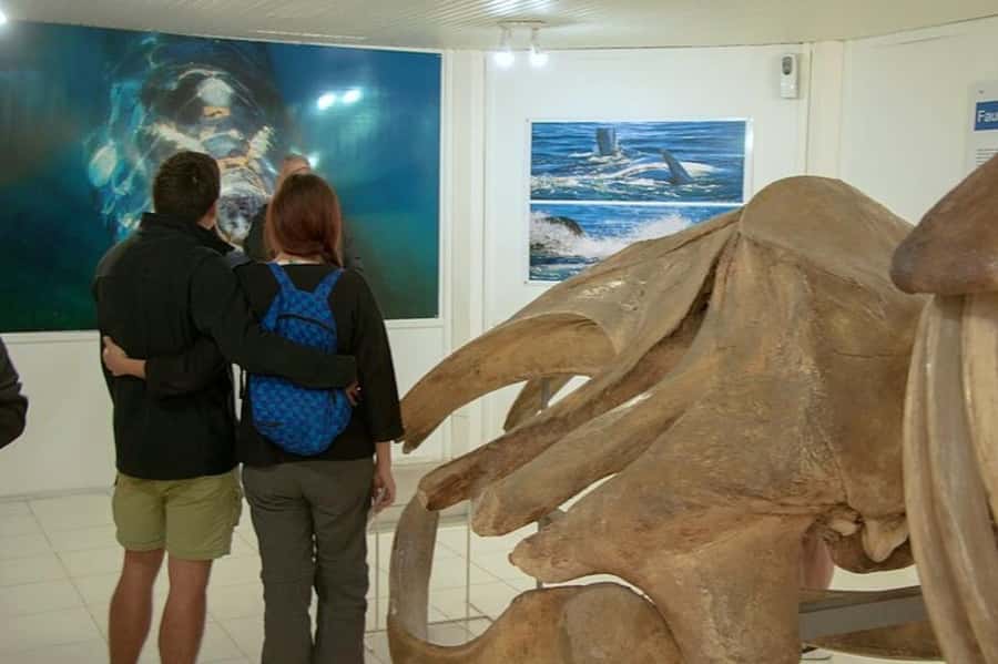 Peninsula Valdes Shore Tour for Cruise Passengers + City - A short introduction at the Visitor Center