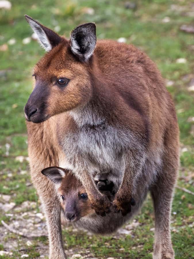 Penneshaw: Shore Excursion Kangaroo Island Scenic Tour - The right Kangaroo Island day for cruise passengers