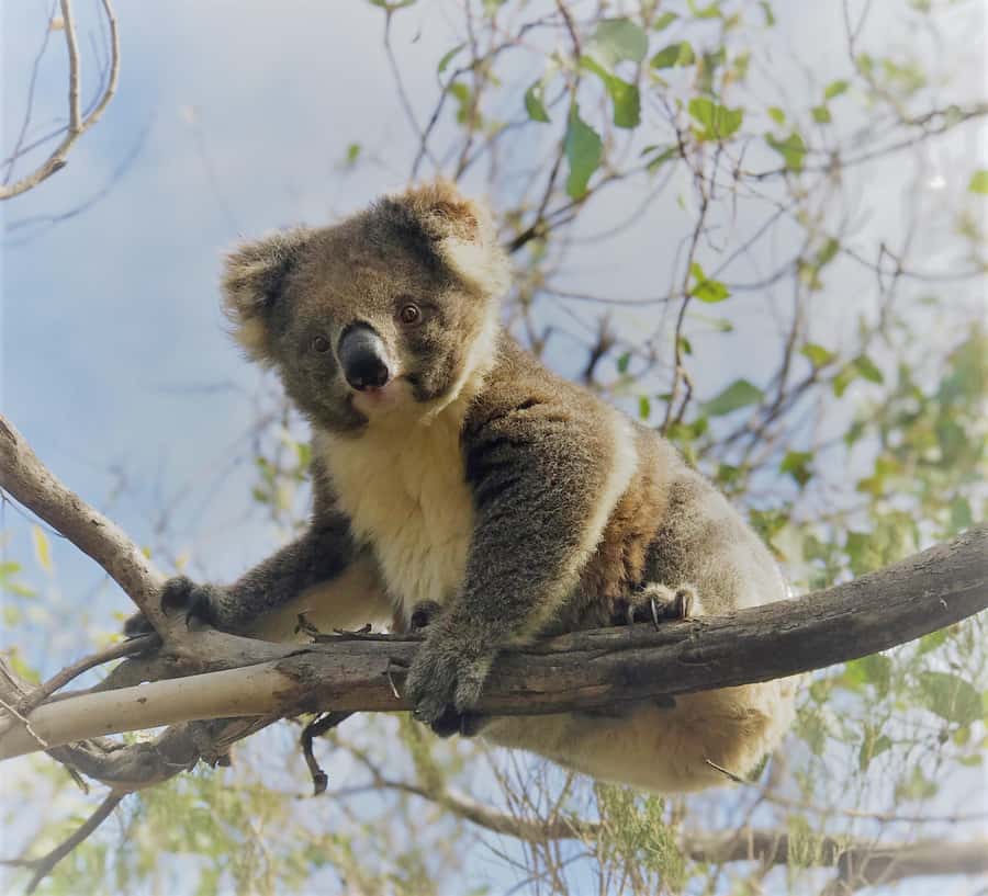 Penneshaw: Shore Excursion Kangaroo Island Scenic Tour - Who should book this excursion