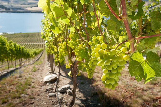 Picton Cruise Ship Shore Excursion Marlborough Wine Tour - From Picton harbor to Marlborough’s vineyards