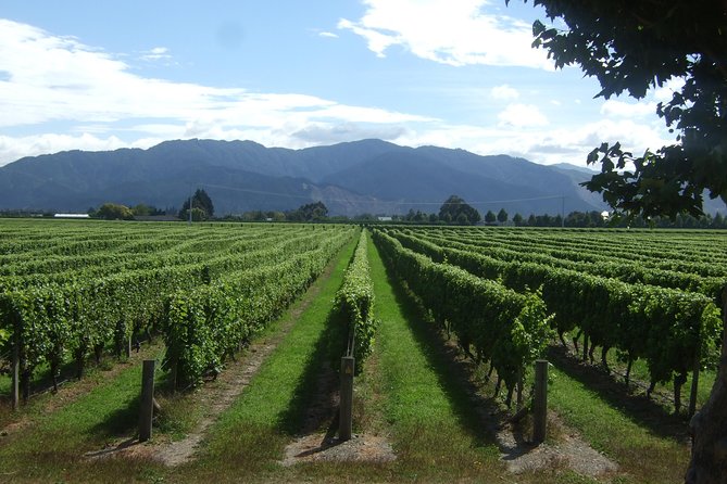 Picton Cruise Ship Shore Excursion Marlborough Wine Tour - Why Marlborough Sauvignon Blanc matters