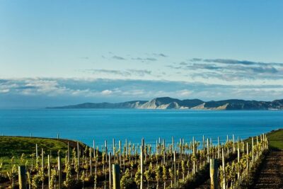 Picton Cruise Ship Shore Excursion Marlborough Wine Tour