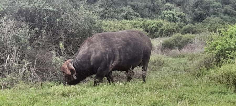 Port Elizabeth: Addo Elephant Park Shore Excursion & Safari - Price and what the $159 covers