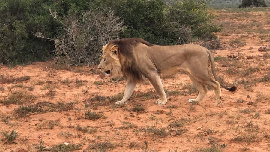 Port Elizabeth: Addo Elephant Park Shore Excursion & Safari - Why Addo is a good choice from Port Elizabeth