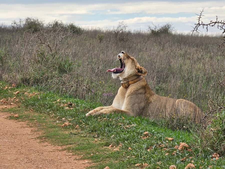 Port Elizabeth: Addo Elephant Park Shore Excursion & Safari - Vehicle comfort versus safari atmosphere