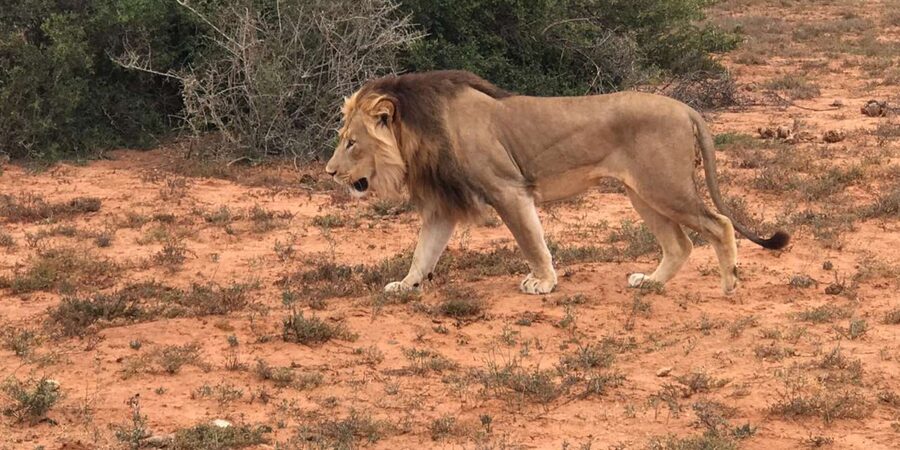 Port Elizabeth: Addo Elephant Park Shore Excursion & Safari - Guide quality and how to get more from the day