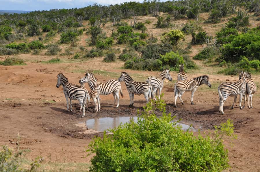 Port Elizabeth: Addo Elephant Park Shore Excursion with BBQ - Key points at a glance