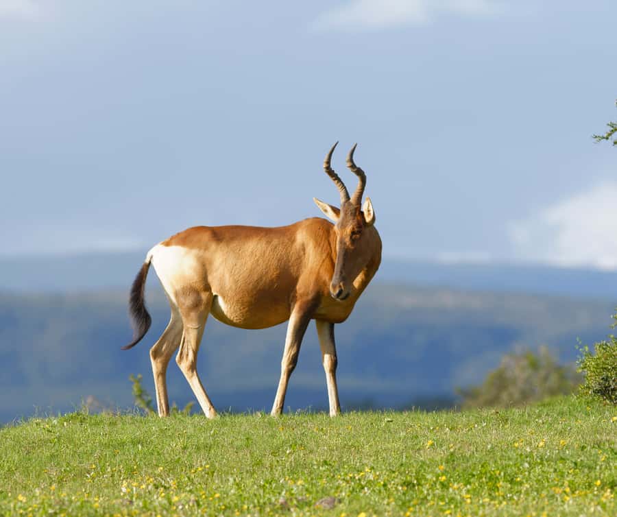 Port Elizabeth: Addo Elephant Park Shore Excursion with BBQ - Who should book this Addo safari?