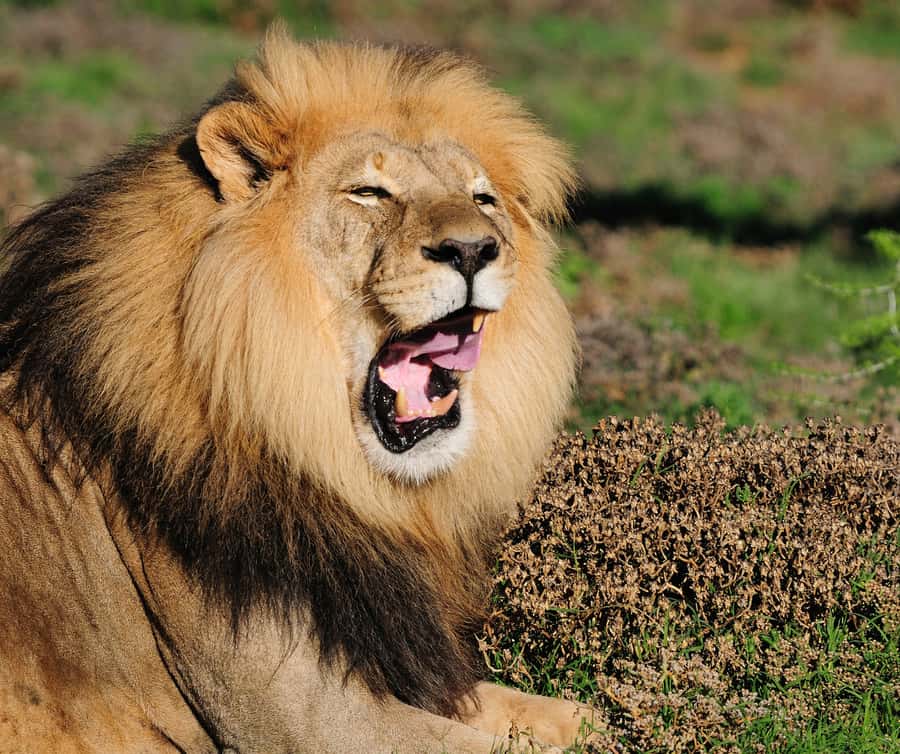 Port Elizabeth: Addo Elephant Park Shore Excursion with BBQ - Is this suitable for children?
