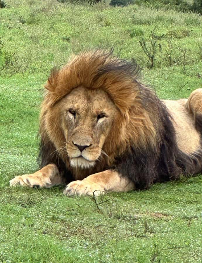 Port Elizabeth: Schotia Game Reserve Safari with Port Pickup - Key points to know before booking