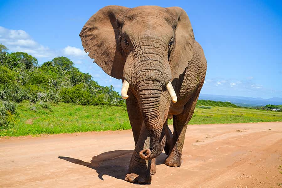 Port Elizabeth: Schotia Game Reserve Safari with Port Pickup - The open vehicle changes the experience