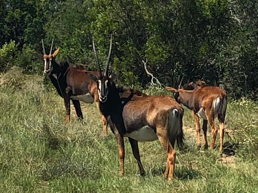 Port Elizabeth: Schotia Game Reserve Safari with Port Pickup - Is $233 a fair price?