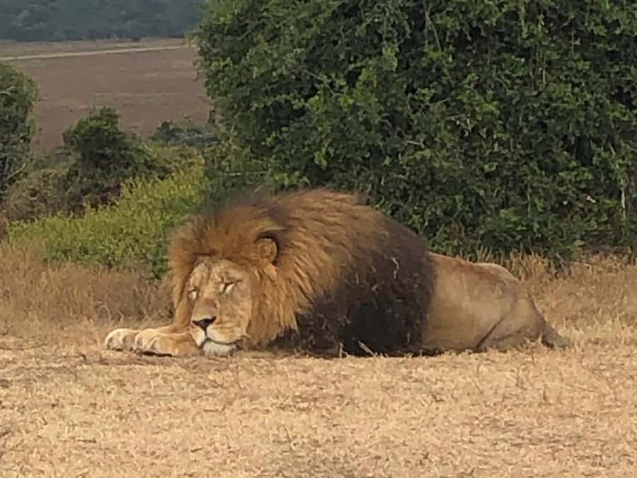 Port Elizabeth: Schotia Game Reserve Safari with Port Pickup - What to bring for a better day
