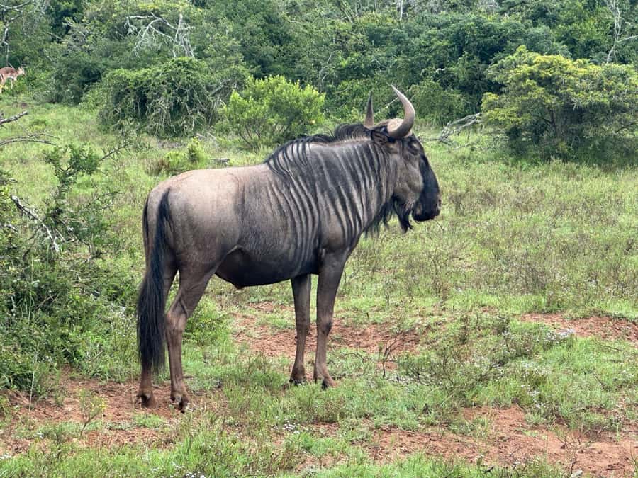 Port Elizabeth: Schotia Game Reserve Safari with Port Pickup - Who should choose this safari?