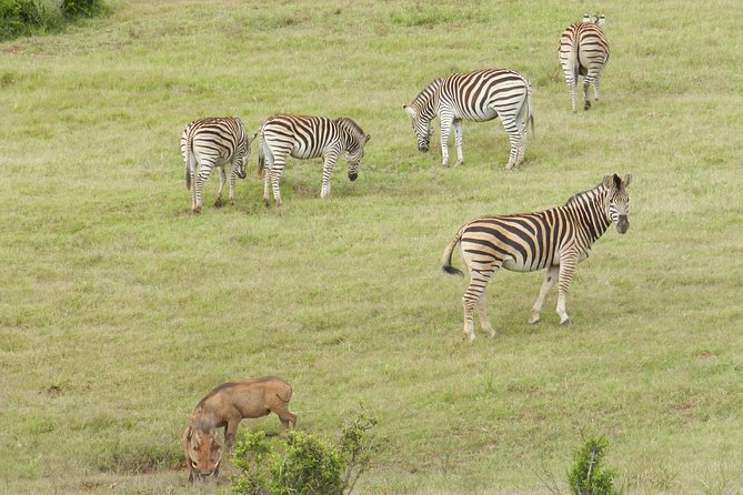 Port Elizabeth Shore Excursion: Addo Elephant Full Day Safari &"Braai"Lunch(BBQ) - From the cruise terminal to Addo’s southern gate