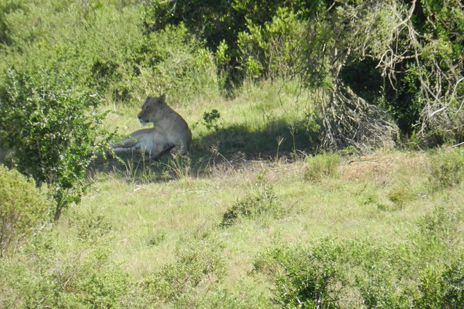 Port Elizabeth Shore Excursion: Addo Elephant Full Day Safari &"Braai"Lunch(BBQ) - Morning game drive in a 4x4
