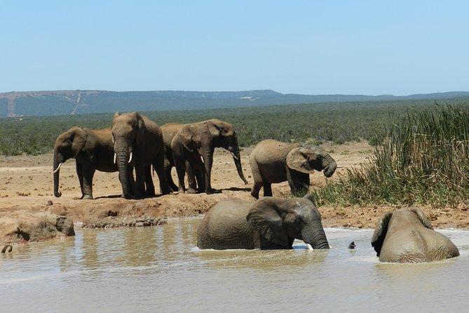Port Elizabeth Shore Excursion: Addo Elephant Full Day Safari &"Braai"Lunch(BBQ) - Afternoon sightings and the return to Port Elizabeth