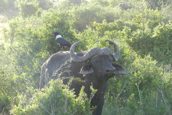 Port Elizabeth Shore Excursion: Addo Elephant Full Day Safari &"Braai"Lunch(BBQ) - Is $172.87 a fair price?
