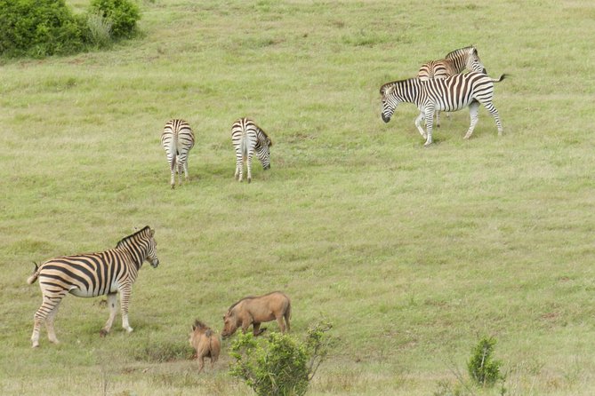 Port Elizabeth Shore Excursion: Addo Elephant Full Day Safari &"Braai"Lunch(BBQ) - Who should book this safari?