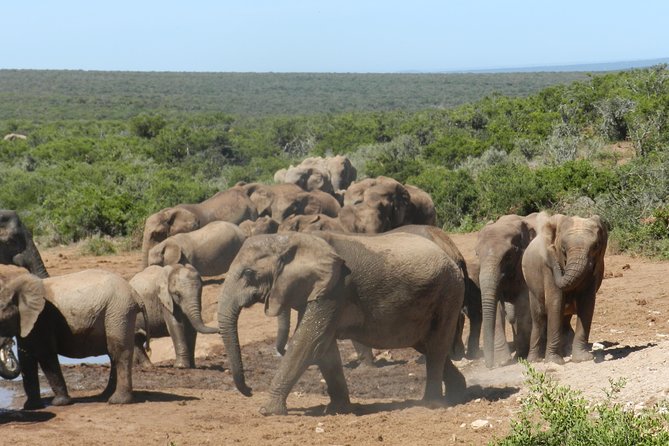 Port Elizabeth Shore Excursion: Addo Elephant Full Day Safari &"Braai"Lunch(BBQ) - Final call: book it for Addo, not for a checklist