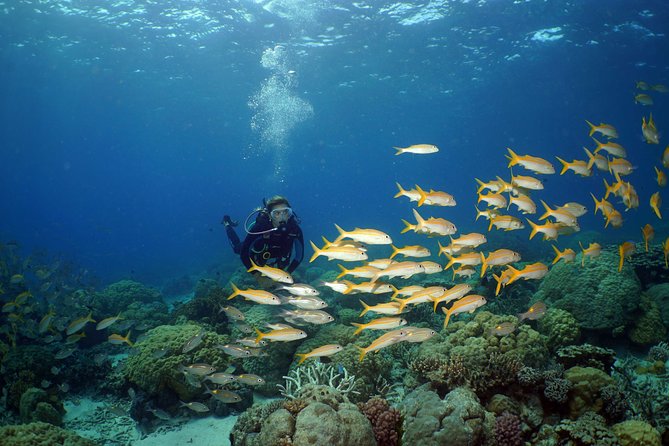 Poseidon Outer Great Barrier Reef Snorkeling and Diving Cruise from Port Douglas - Scuba options for beginners and certified participants