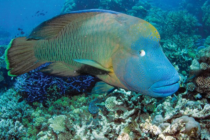 Poseidon Outer Great Barrier Reef Snorkeling and Diving Cruise from Port Douglas - Snorkeling without scuba certification