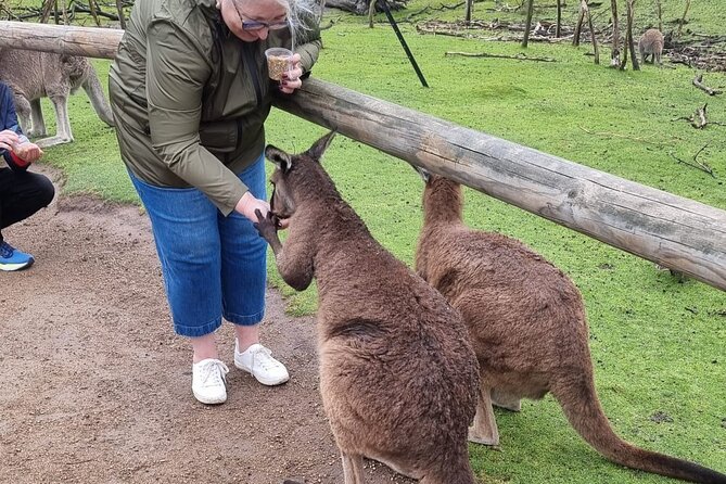 Private 12 Apostles Express Tour - Shorter - The value of a private tour for families and small groups