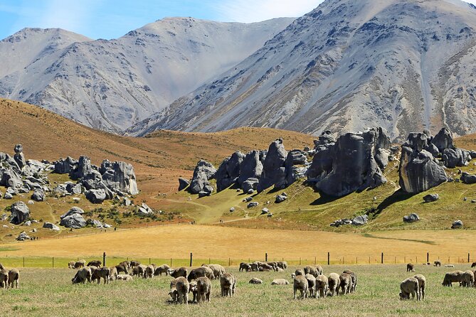 Private Castle Hill & Inland Canterbury Shore Excursion - What the private setup really adds