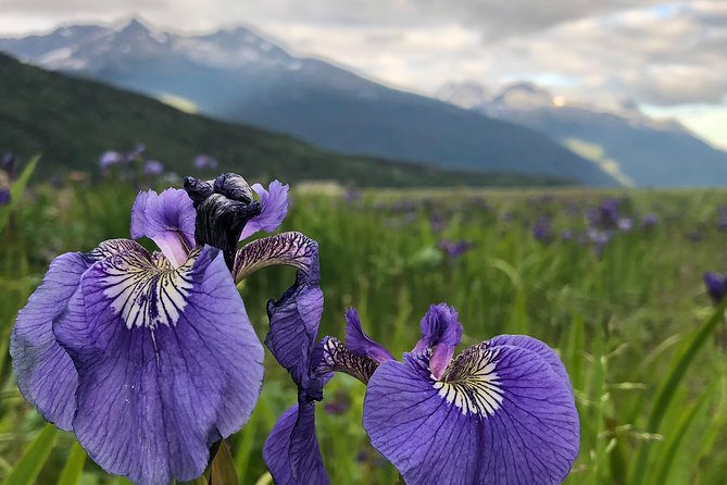Private luxury shore excursion Skagway, AK to Emerald Lake, Yukon. - Wildlife is a bonus, not the plan