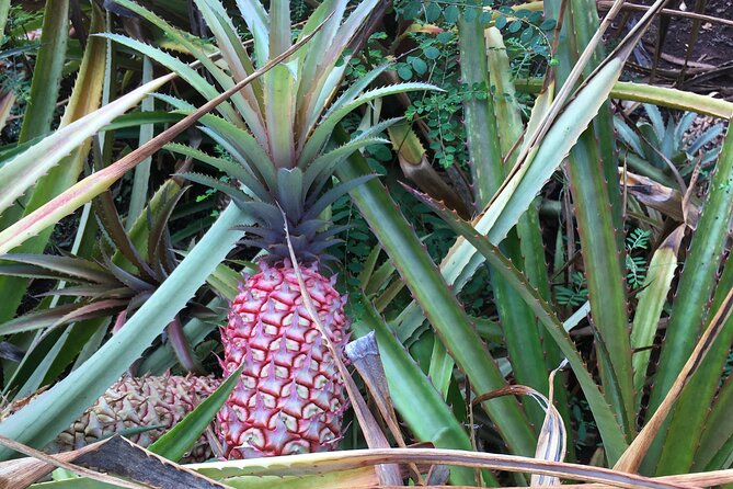 Private Pearl Harbor & North Shore tour (Se habla Español) - Dole Plantation is more than a quick photo stop