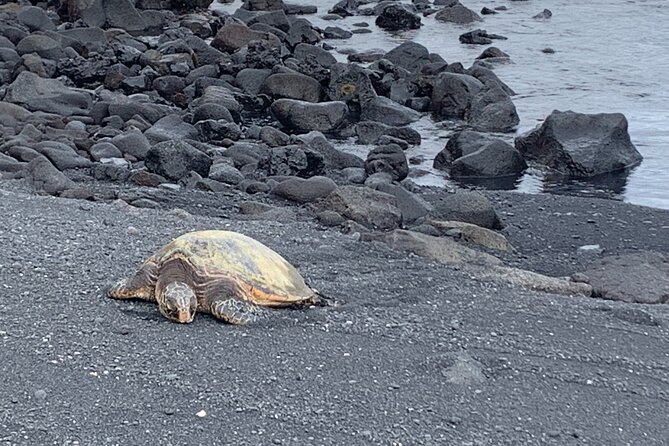 PRIVATE Shore Excursion - 'Best of Hilo and Hamakua coast - Laupahoehoe Beach Park and its lava peninsula
